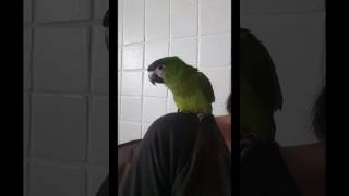 한스마카우 앙꼬^^ 옹알이 시작♡