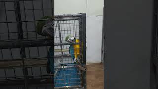 천재 금이                         …