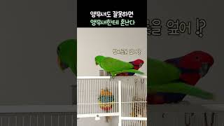 앵무새도 잘못하면 앵무새한테 혼난다! ㅋㅋ    #뉴기…