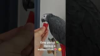 수박좋아하는 회색앵무. Grey parrot likes the watermelon  .  #parrot #앵무새 #birds #greyparrots #회색앵무 #pets