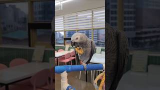 #앵무새먹방 #앵무새카페 #집에있는애들이나밥좀줘라그러신다