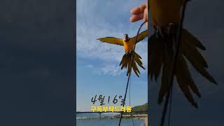 청금강앵무새 루카 강에서의 비행연습 #shorts