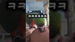 아빠의 의도를 한번에 파악해버린 앵무새 #앵무새 #눈치