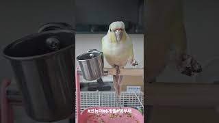 코뉴어 앵무새 씨앗먹기