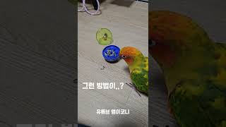 신박하게 해바라기씨 먹는법 #앵무새 #코뉴어 #썬코뉴어…