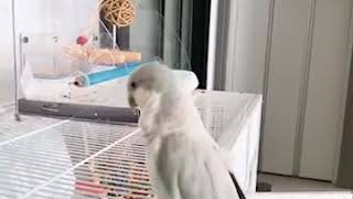 [퀘이커앵무일구]카메라야 도망가지마