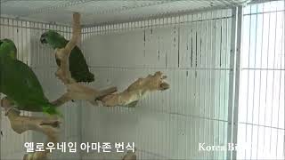 옐로우 네입 아마존 번식