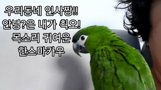 공서연(앵무새)한스마카우.봄이.안녕?.말하는 앵무새영상