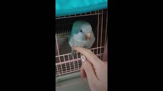 볼수록 앵둥앵둥 애교만점 블루퀘이커앵무새 순도리예요^^