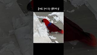 [젤리] 봄에도 눈이 오는 앵무새 집 / 젤리가 제일 …