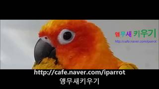 self injury Eclectus parrot th…