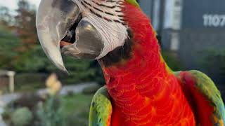 [루카월드] 댕댕이 만 산책 하나요?! 산책 나간다고 신난 앵무새 루카 맘껏 날아라!