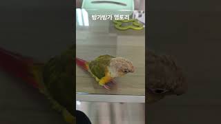 방가방가 앵토리 #parrot #birds #코뉴어 #…