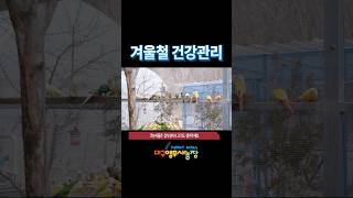 코뉴어앵무새 돼지고기먹방 porkmeat for con…