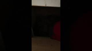 뉴기니아 와 마카우 뉴기니아 새끼 13일차 201904…