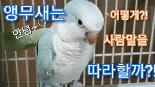 앵무새! 어떻게 사람말을 따라할수 있을까!?  한번 알아보자!!