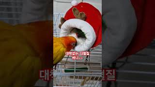 써니의 다혈질이 언제쯤 고쳐 질까?  #썬코뉴어 #parrot #앵무새 #다혈질 #hot temper  #고쳐질까? #will it be fixed? # 써니