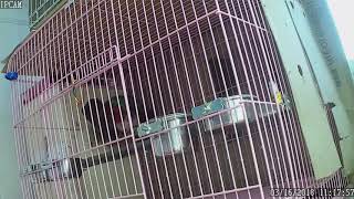뉴기니아 와 마카우 뉴기니아 교미 영상 20180316 천둥 eclectus parrot mating