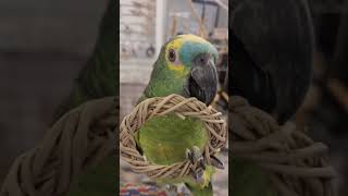 #아마존앵무새 #청모자아마존 #앵무새갤러리