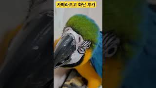 카메라보고 화난 루카 #앵무새 #청금강 #청금강앵무새 #macaw #parrot #동물 #animal
