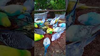 This Amazon bird toy is SO COO…