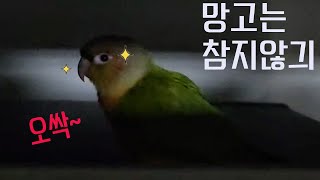 앵아치 망고 잠투정 #앵무새키우기 #코뉴어