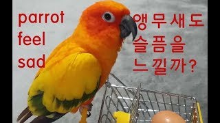 앵무새 심리와 행동 5 (앵무새도 슬픔을 느낄까?) P…