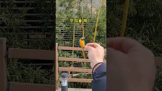 루카 부를 때 잣 유무 차이 #shorts #청금강 #청금강앵무새 #macaw