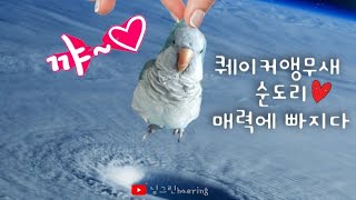 퀘이커앵무새 순도리의 귀염앵짝 매력에 빠져보아요♡