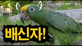 배신자!! 아빠가 널 어떻게 키웠는데?? / 별이 신곡…
