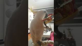 종이재단사 앵무새 다롱이~♡유황앵무 그레이트코카투