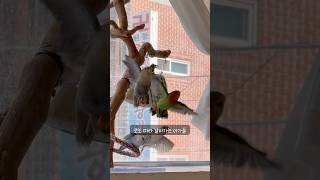 로또럭키 열심히 날았지만 착지장소가...