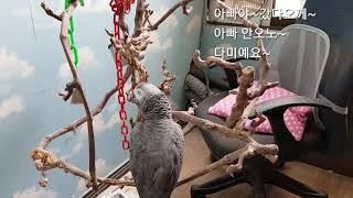 회색앵무새 다미는 경상도새라예~