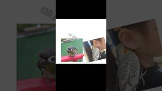 #앵무새랄라#앵무새#앵무#웃긴영상#코뉴어앵무새#코뉴어#울랄라