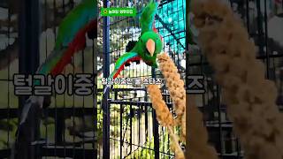 밀렛간식 #앵무새 #뉴기니아#아미#스타즈#밀렛 #간식#…