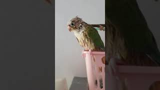 코뉴어앵무새 Vlog(무편집동영상)_물에빠진 생쥐가 된…