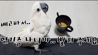 철없는 앵무새들의 이유식 먹방