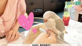 퀘이커앵무새 모모와 입양전 친해지기!