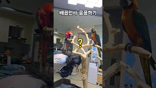 엄마가 자기한테 인사하는걸 본 앵무새가 보여준 행동 #왕크왕귀 #마카우 #shorts