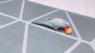 퀘이커앵무 일구가 가장 좋아하는 장난감 딸랑이공~~~ …