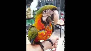 아가같은 할리퀸 마카우 앵무새 이유조