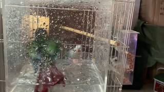 간만에 올리는 앵무새들 소식~!! 코뉴어 ,  퀘이커 …