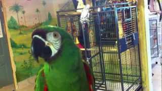 Liu the severe macaw talking a…