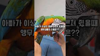 아빠가 이상한 춤을 가르쳐 줬을때 앵무새들의 반응은? …