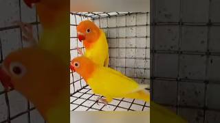 African lovebirds Beautiful mutations #lovebirds