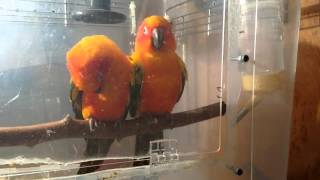 찬송가에 반응하는 썬코뉴어 Sun Conure