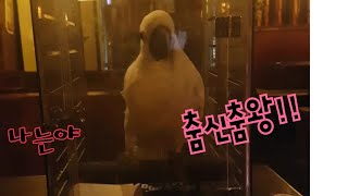 이동장안에서 웨이브 타는  춤신춤왕 코카투 다롱씨♡