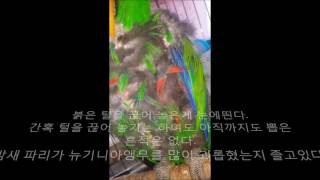 self-injury Eclectus parrot th…