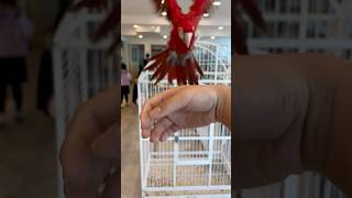 홍금강 마카우 앵무 #홍금강앵무새 #앵무새카페 #앵무새