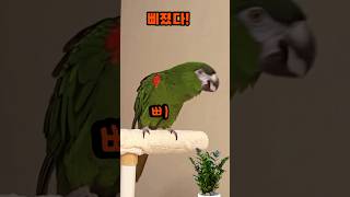 휘닥~~삐졌다! #말하는앵무새 #한스마카우 #short…